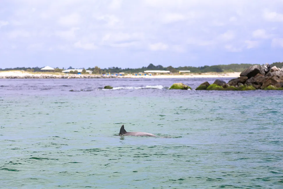 Shell Island Excursions Lower Grand Lagoon Florida