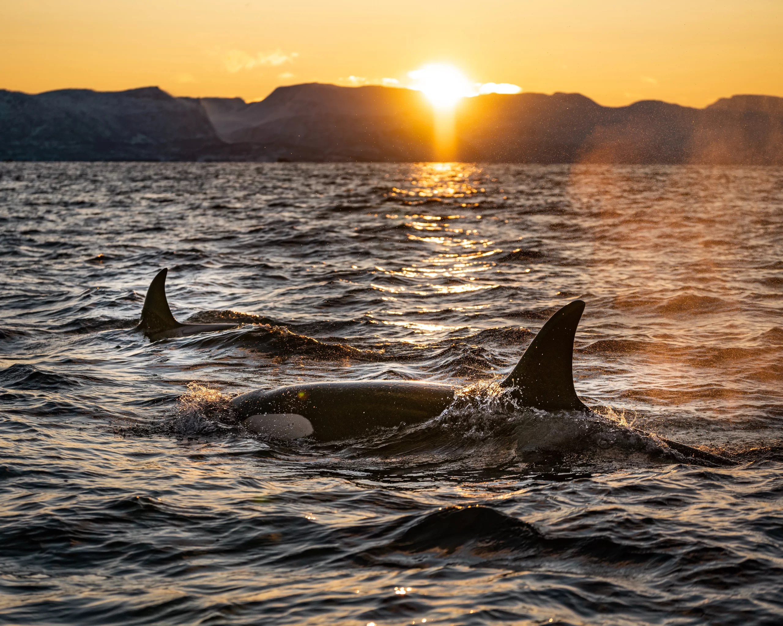 Dolphin and Snorkeling Tours Laguna Beach