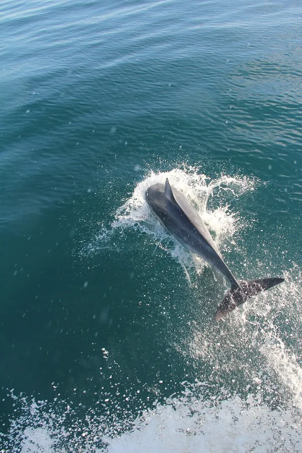 Shell Island Excursions Grayton Beach Florida