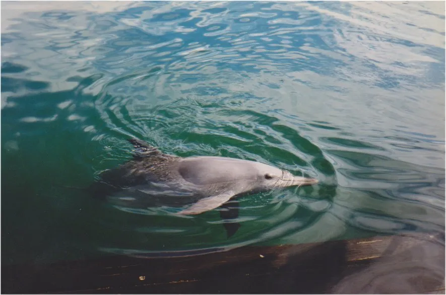 Dolphin and Snorkeling Tours Watersound Florida