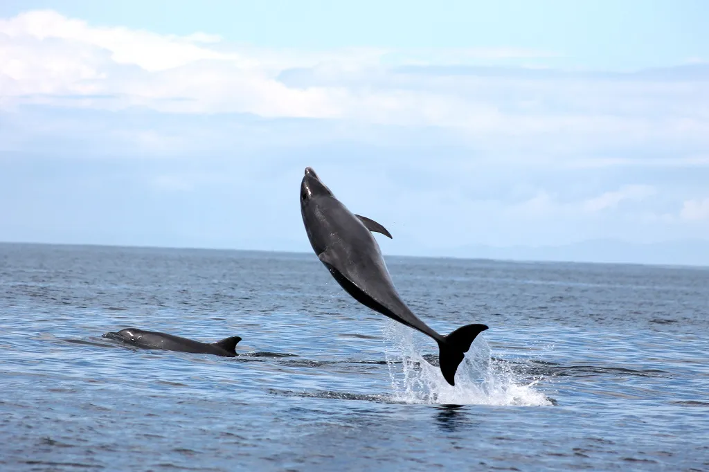 Dolphin and Snorkeling Tours Panama City Beach