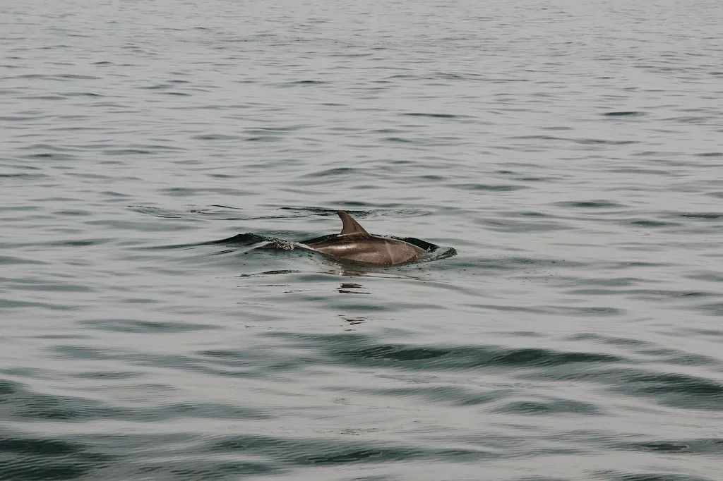 Dolphin and Snorkeling Tours Grayton Beach Florida