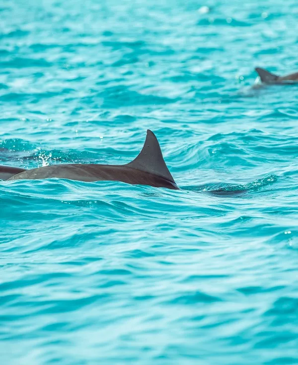 Dolphin and Snorkeling Tours Upper Grand Lagoon Florida