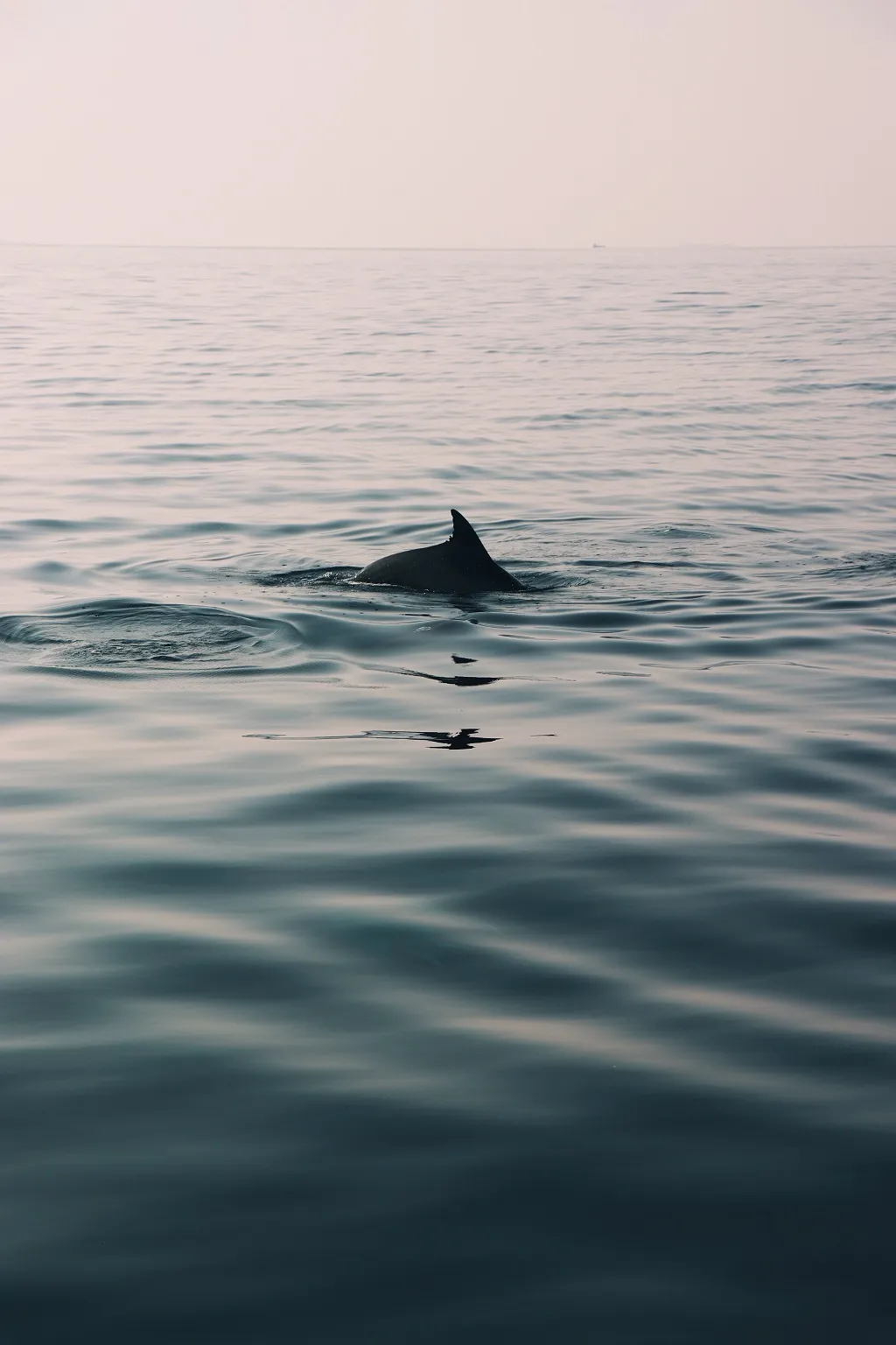 Dolphin and Snorkeling Tours Panama City Beach