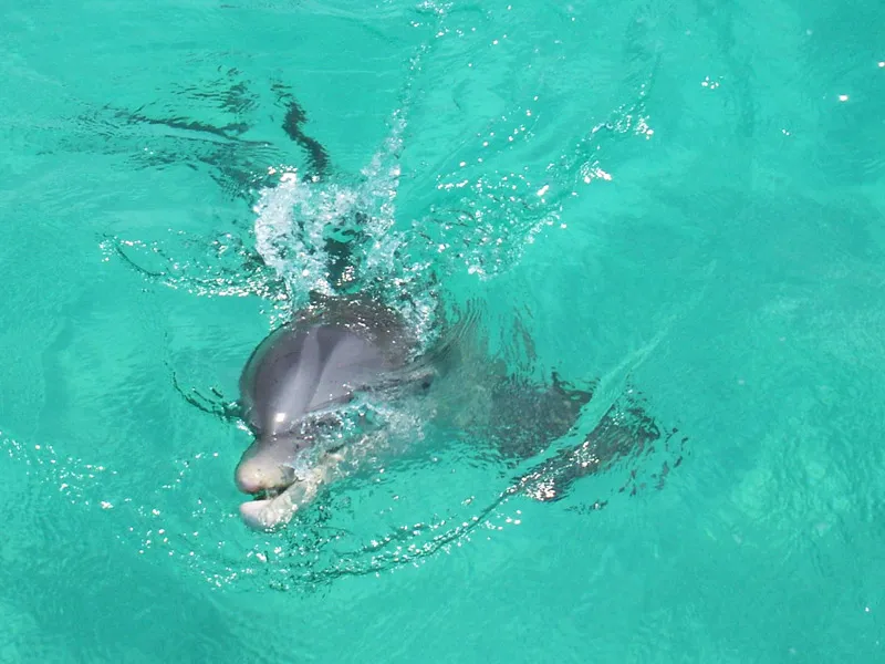 Shell Island Excursions Panama City Beach Florida