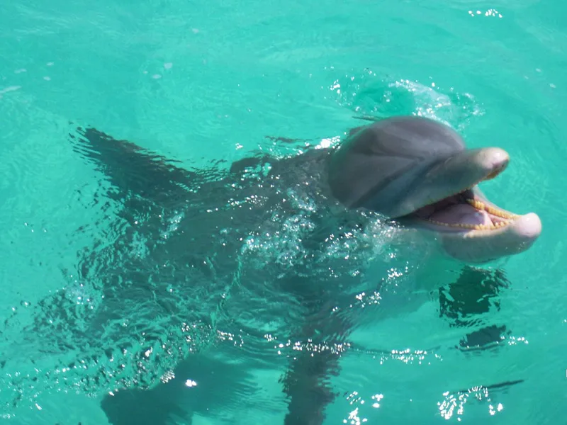 Shell Island Excursions Seaside Florida