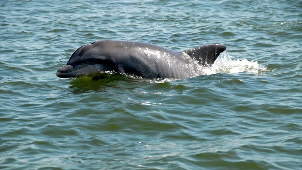 Shell Island Excursions Seacrest Florida