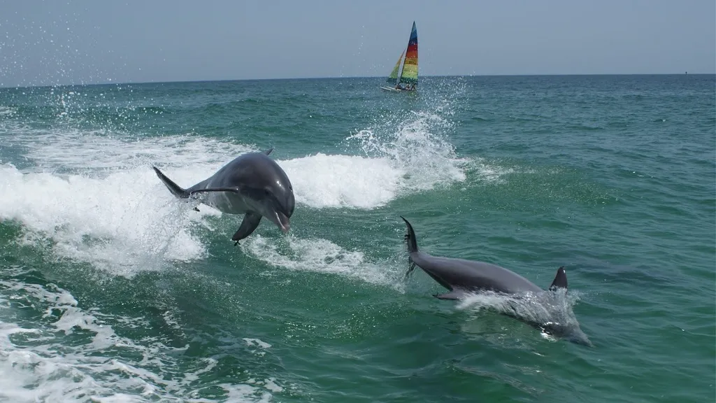 Dolphin and Snorkeling Tours Seaside Florida