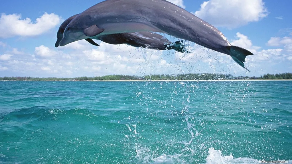 Dolphin and Snorkeling Tours Watersound Florida