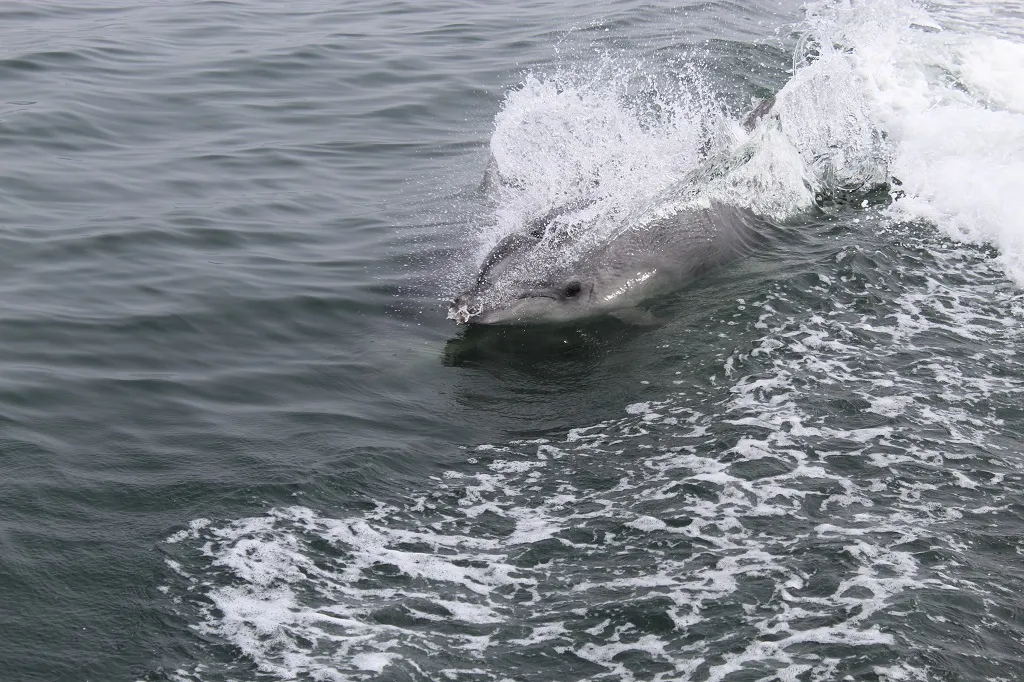 Dolphin and Snorkeling Tours Grayton Beach Florida